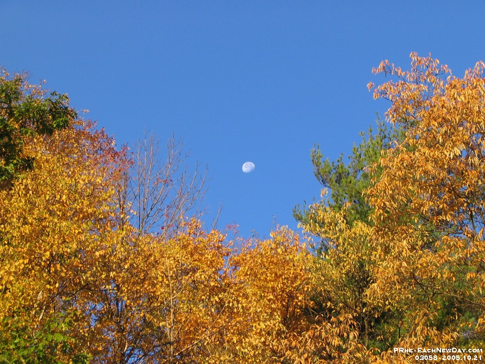 03058 - Moon above Maples
